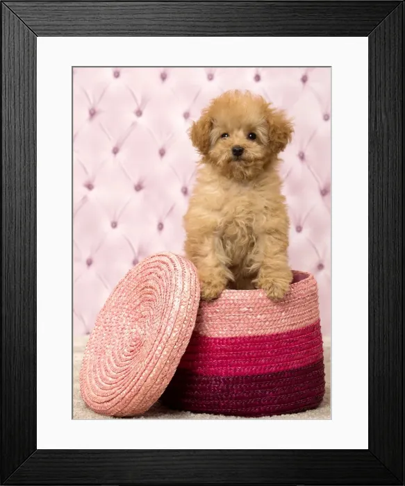 Framed Print : Picture No. 11092324 Framed Print : Picture No. 11092324