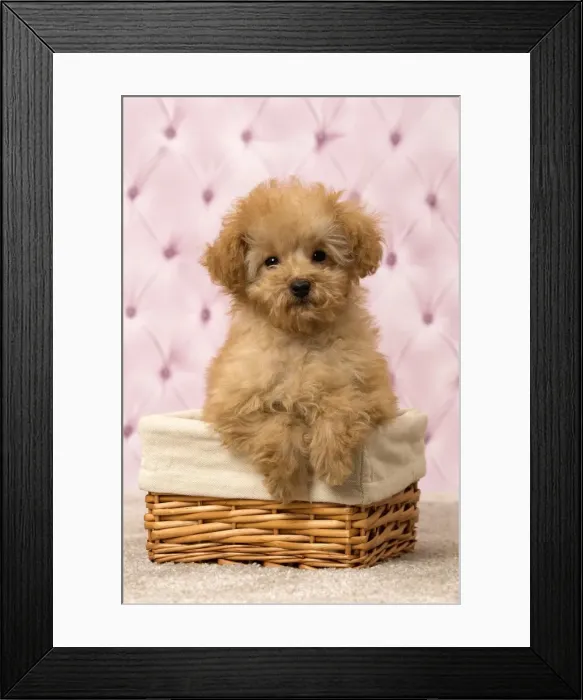 Framed Print : Picture No. 11092325 Framed Print : Picture No. 11092325