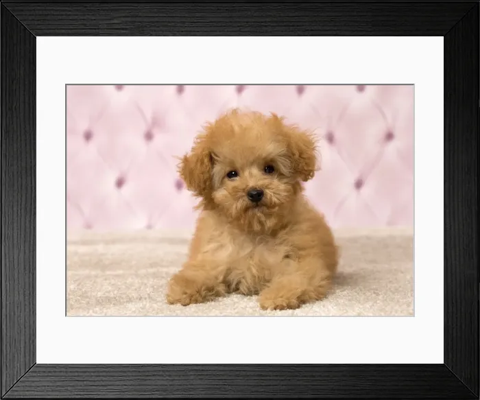 Framed Print : Picture No. 11092326 Framed Print : Picture No. 11092326
