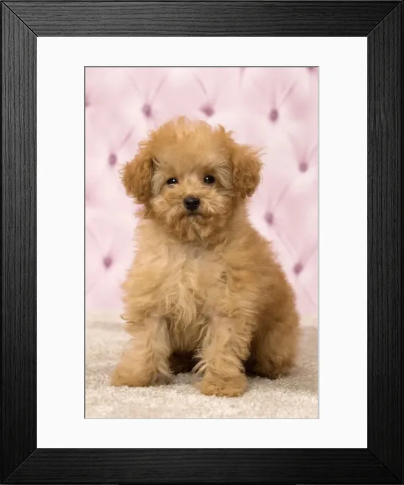 Framed Print : Picture No. 11092327 Framed Print : Picture No. 11092327