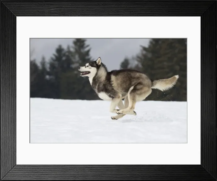 Framed Print : Picture No. 11092329 Framed Print : Picture No. 11092329