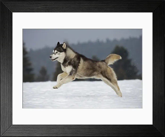 Framed Print : Picture No. 11092330 Framed Print : Picture No. 11092330