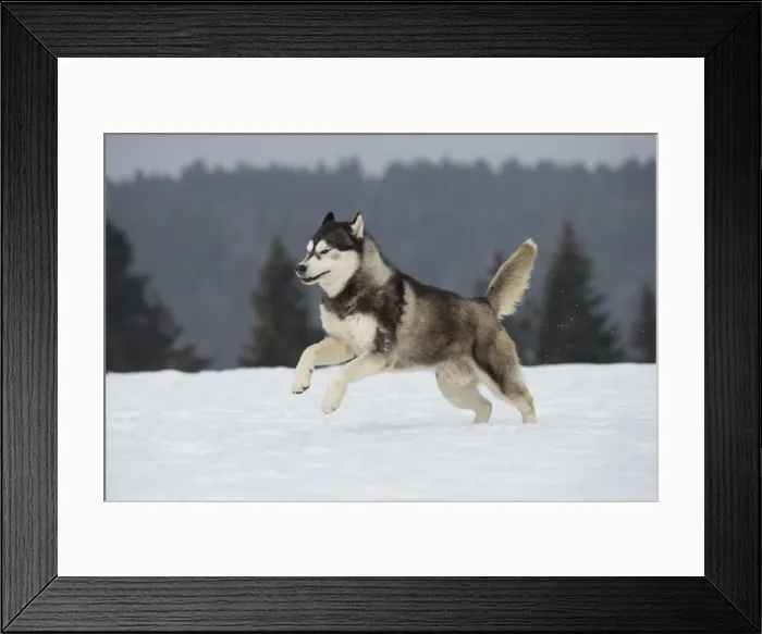 Framed Print : Picture No. 11092331 Framed Print : Picture No. 11092331