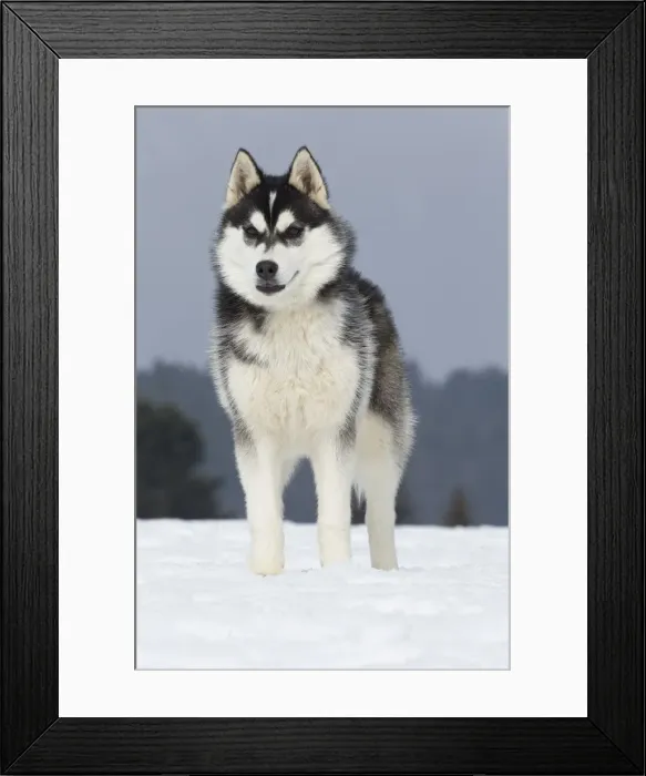 Framed Print : Picture No. 11092332 Framed Print : Picture No. 11092332