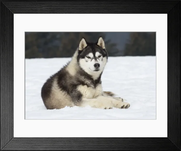 Framed Print : Picture No. 11092333 Framed Print : Picture No. 11092333