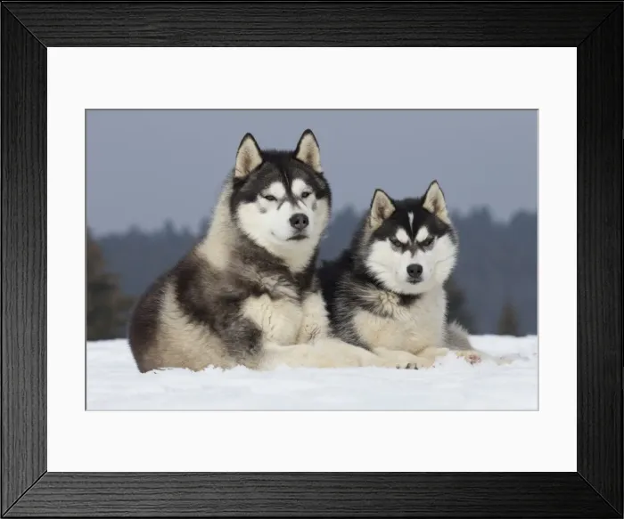 Framed Print : Picture No. 11092334 Framed Print : Picture No. 11092334