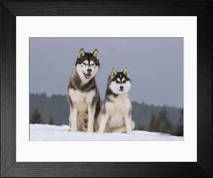 Framed Print : Picture No. 11092337 Framed Print : Picture No. 11092337