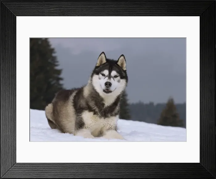 Framed Print : Picture No. 11092338 Framed Print : Picture No. 11092338