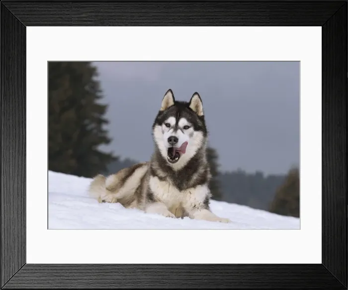 Framed Print : Picture No. 11092339 Framed Print : Picture No. 11092339
