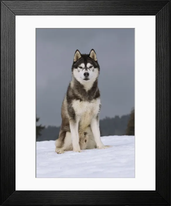 Framed Print : Picture No. 11092340 Framed Print : Picture No. 11092340