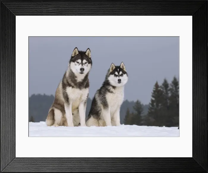 Framed Print : Picture No. 11092335 Framed Print : Picture No. 11092335