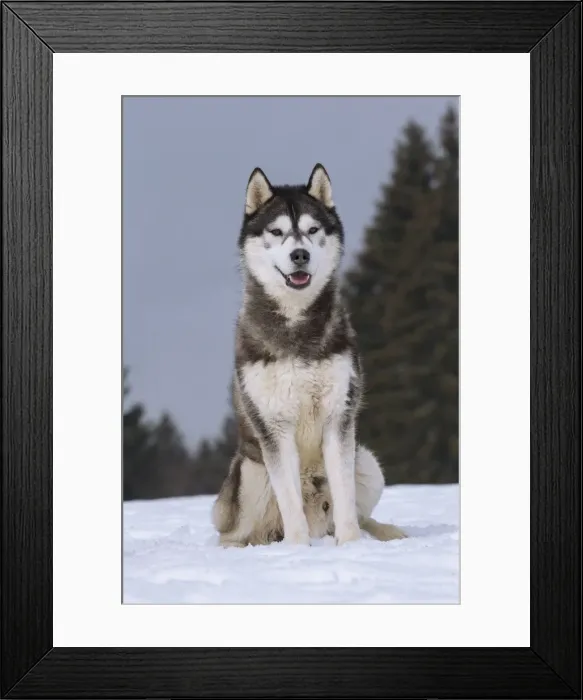 Framed Print : Picture No. 11092342 Framed Print : Picture No. 11092342