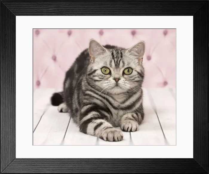 Framed Print : Picture No. 11092348 Framed Print : Picture No. 11092348
