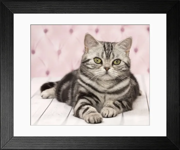 Framed Print : Picture No. 11092347 Framed Print : Picture No. 11092347