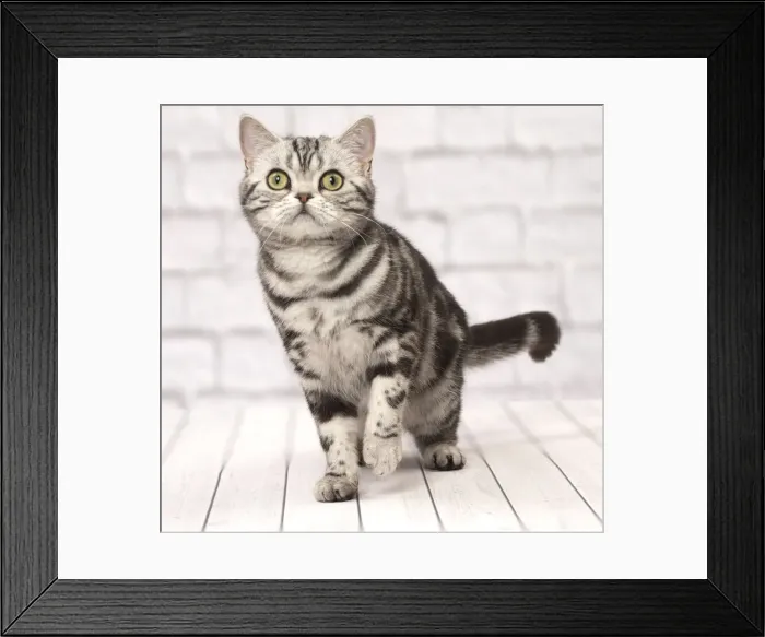 Framed Print : Picture No. 11092350 Framed Print : Picture No. 11092350