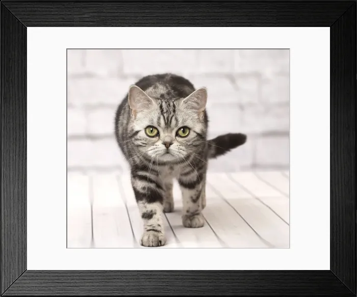 Framed Print : Picture No. 11092351 Framed Print : Picture No. 11092351