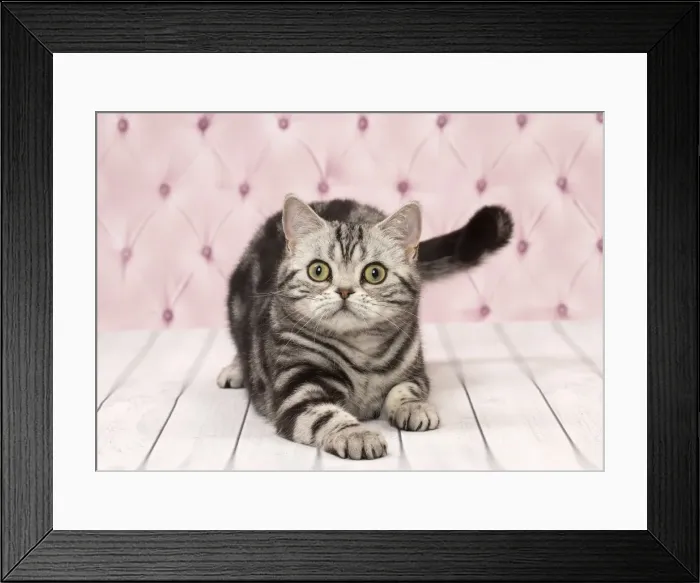 Framed Print : Picture No. 11092349 Framed Print : Picture No. 11092349