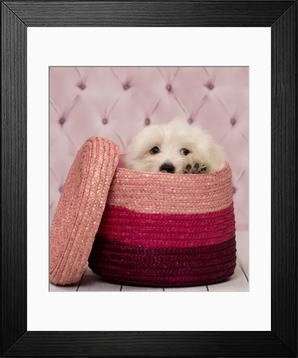 Framed Print : Picture No. 11092353