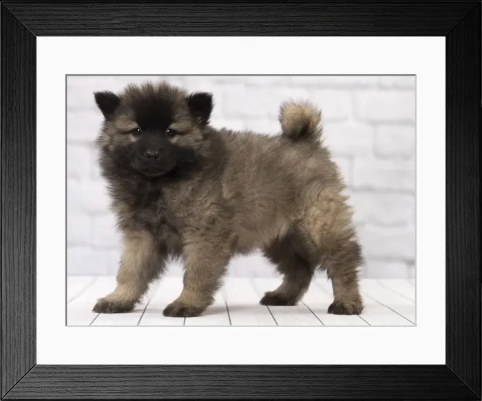 Framed Print : Picture No. 11092354 Framed Print : Picture No. 11092354