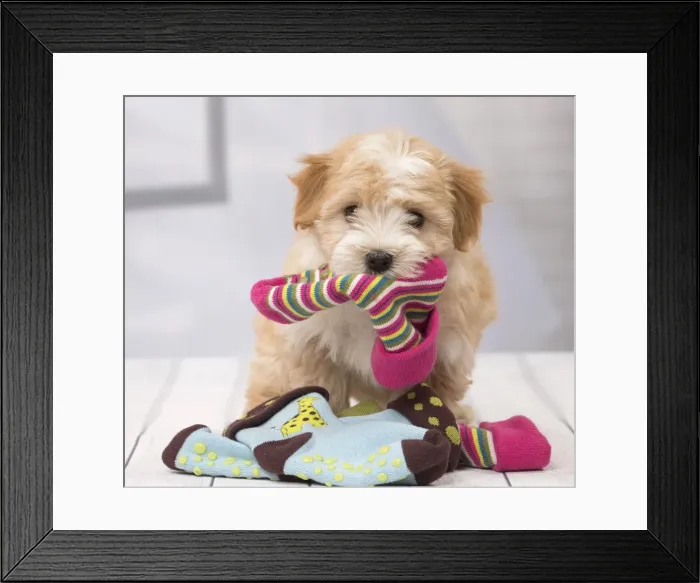 Framed Print : Picture No. 11092358 Framed Print : Picture No. 11092358