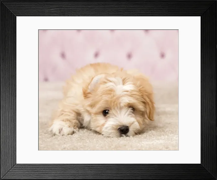 Framed Print : Picture No. 11092360 Framed Print : Picture No. 11092360