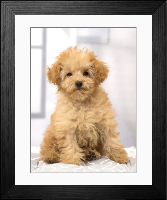 Framed Print : Picture No. 11092361 Framed Print : Picture No. 11092361