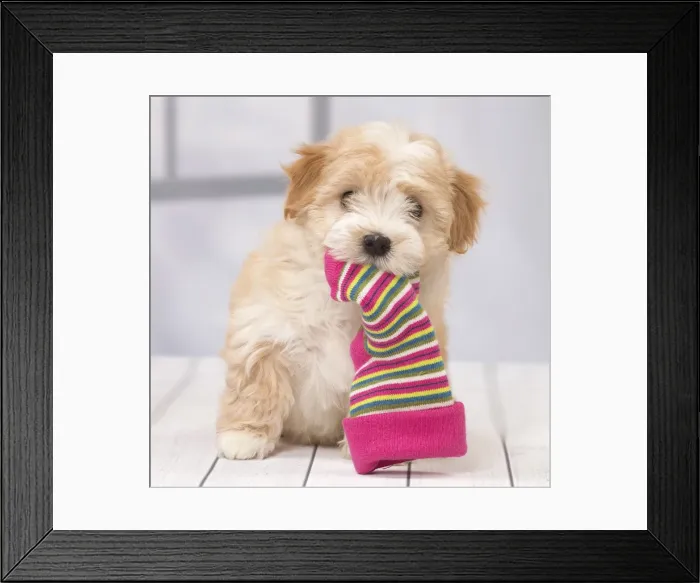 Framed Print : Picture No. 11092359 Framed Print : Picture No. 11092359