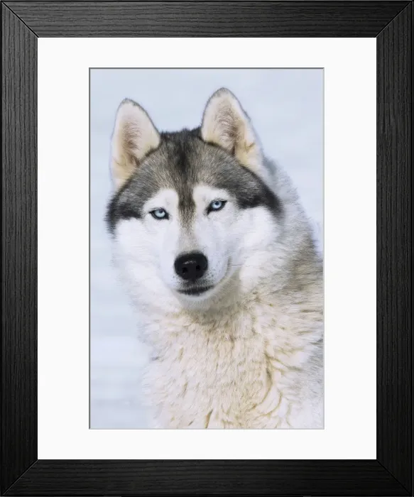 Framed Print : Picture No. 11092363 Framed Print : Picture No. 11092363