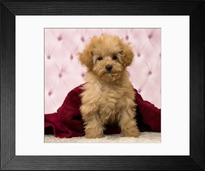 Framed Print : Picture No. 11092362 Framed Print : Picture No. 11092362