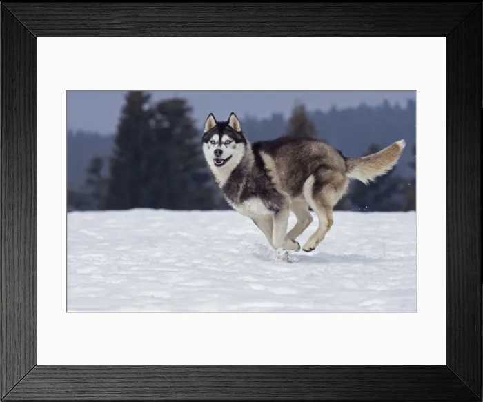 Framed Print : Picture No. 11092366 Framed Print : Picture No. 11092366
