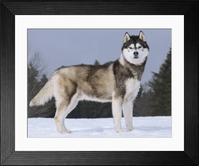 Framed Print : Picture No. 11092367 Framed Print : Picture No. 11092367