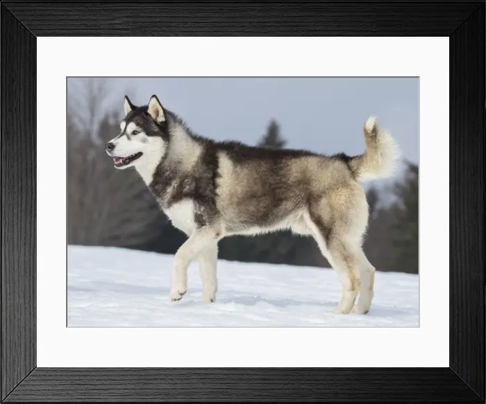 Framed Print : Picture No. 11092368 Framed Print : Picture No. 11092368