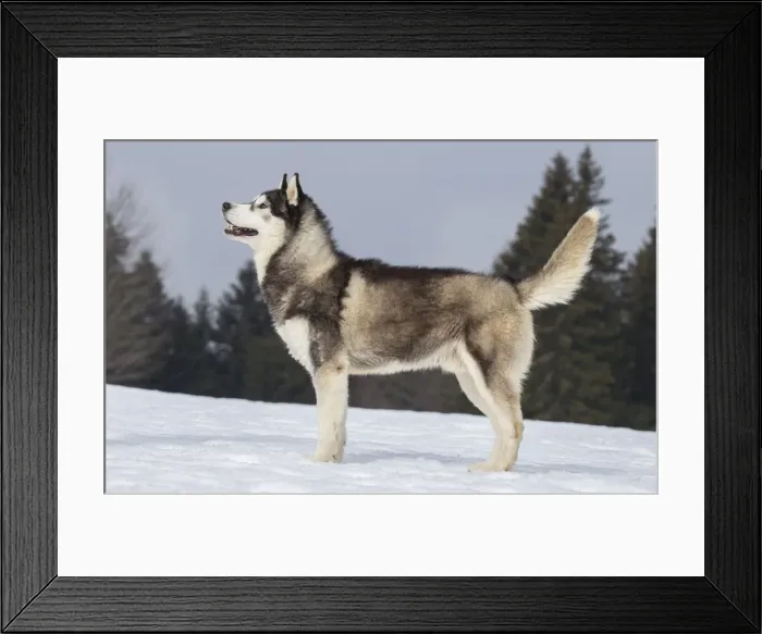 Framed Print : Picture No. 11092369 Framed Print : Picture No. 11092369