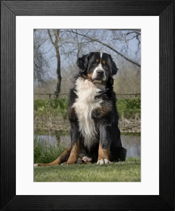 Framed Print : Picture No. 11092371 Framed Print : Picture No. 11092371