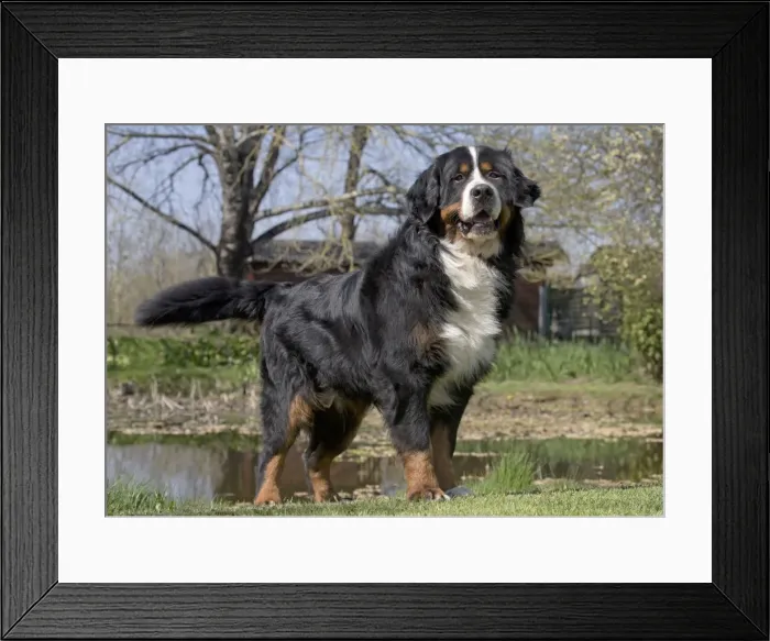 Framed Print : Picture No. 11092370 Framed Print : Picture No. 11092370