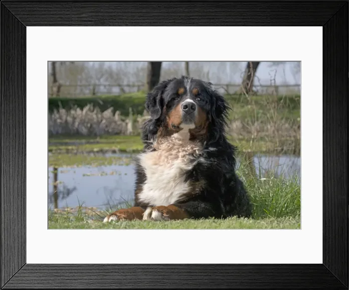 Framed Print : Picture No. 11092374 Framed Print : Picture No. 11092374