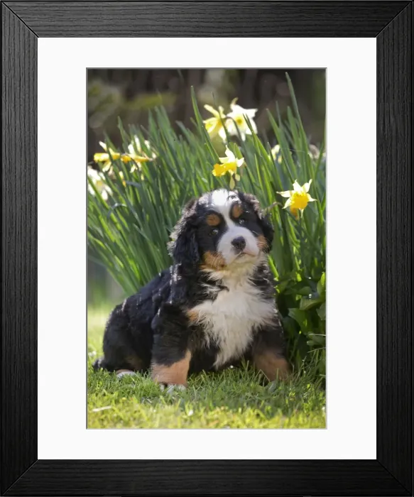 Framed Print : Picture No. 11092375 Framed Print : Picture No. 11092375