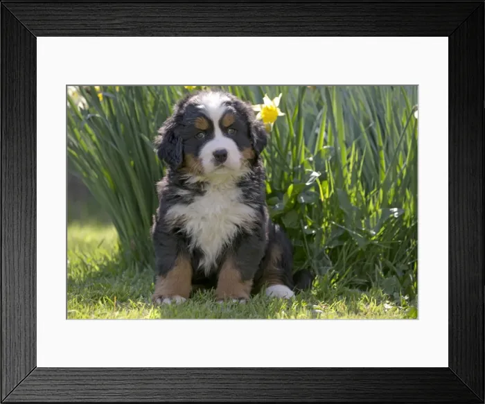 Framed Print : Picture No. 11092376 Framed Print : Picture No. 11092376