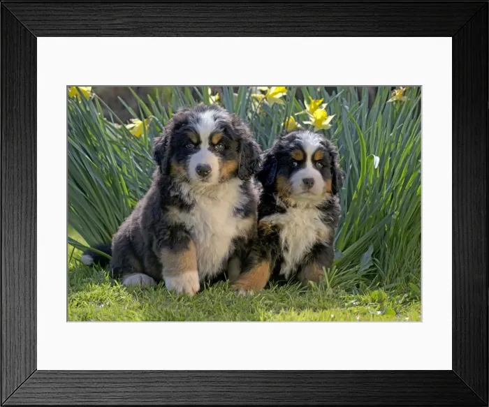 Framed Print : Picture No. 11092377 Framed Print : Picture No. 11092377