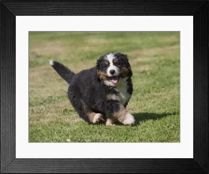 Framed Print : Picture No. 11092380 Framed Print : Picture No. 11092380