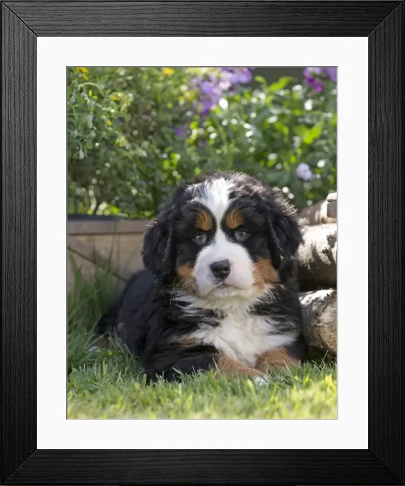 Framed Print : Picture No. 11092381 Framed Print : Picture No. 11092381