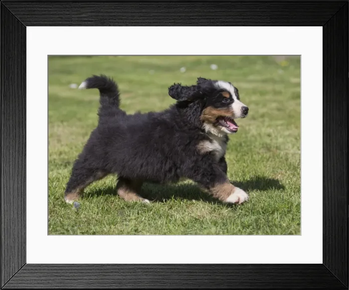 Framed Print : Picture No. 11092379 Framed Print : Picture No. 11092379