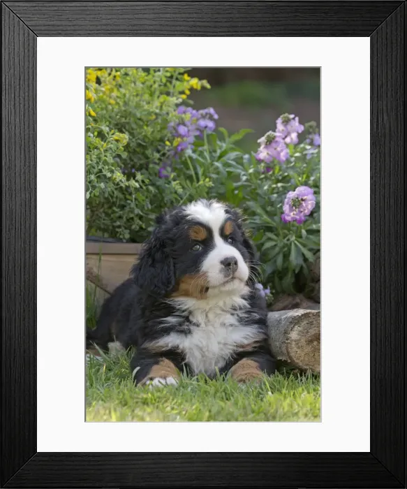 Framed Print : Picture No. 11092382 Framed Print : Picture No. 11092382