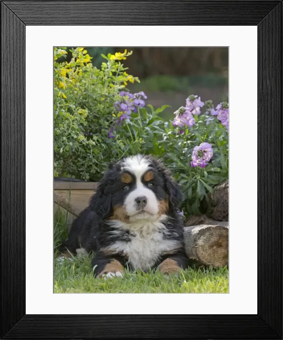 Framed Print : Picture No. 11092383 Framed Print : Picture No. 11092383