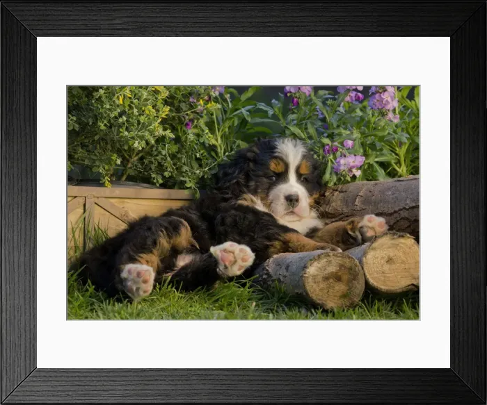 Framed Print : Picture No. 11092385 Framed Print : Picture No. 11092385