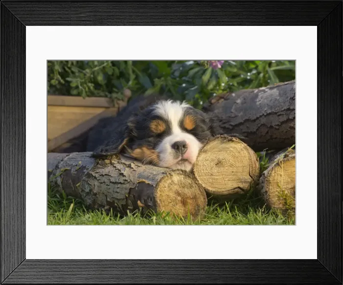 Framed Print : Picture No. 11092386 Framed Print : Picture No. 11092386