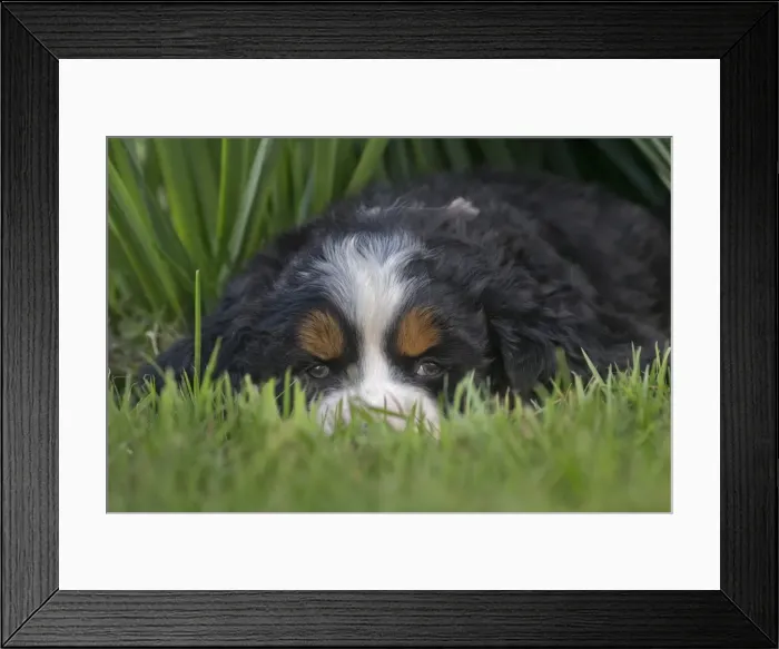 Framed Print : Picture No. 11092388 Framed Print : Picture No. 11092388
