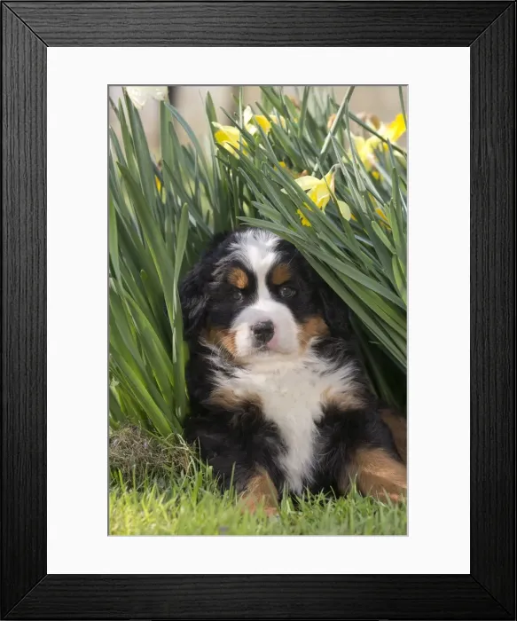 Framed Print : Picture No. 11092389 Framed Print : Picture No. 11092389
