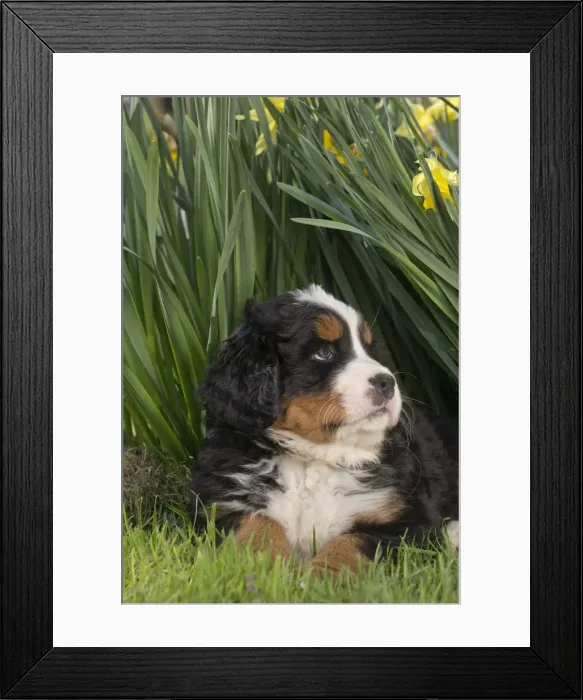 Framed Print : Picture No. 11092390 Framed Print : Picture No. 11092390