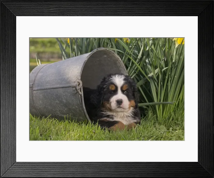 Framed Print : Picture No. 11092391 Framed Print : Picture No. 11092391